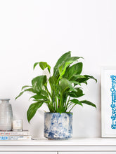 files/IndoorPlants-JamieShots16.11.2023-065.jpg